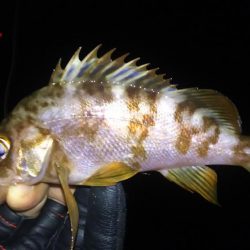 小潮メバリング