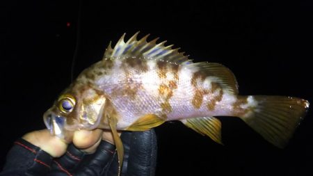 小潮メバリング