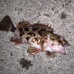 短時間ライトゲーム