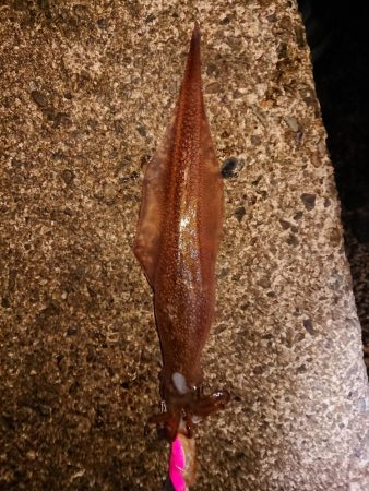 ウネリの中良型揃い