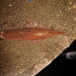 浮釣とせめぎ合い