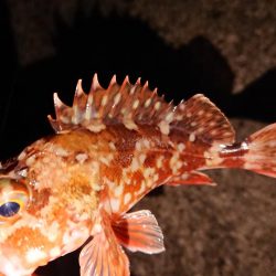 ウネリの中良型揃い