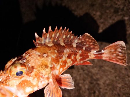 ウネリの中良型揃い