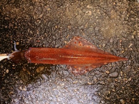 厳しくなりました