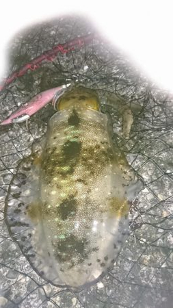 諦めかけたその時！4