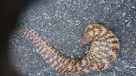 ウツボでドツボ