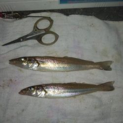 播磨新島でキス釣り