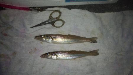 播磨新島でキス釣り