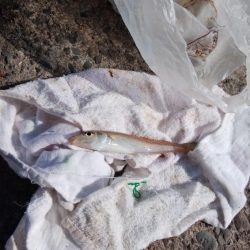 播磨新島でキス釣り