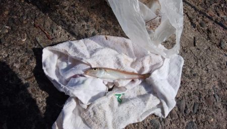 播磨新島でキス釣り