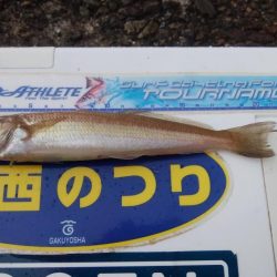 播磨新島で良型キスが釣れました