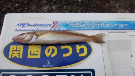 播磨新島で良型キスが釣れました