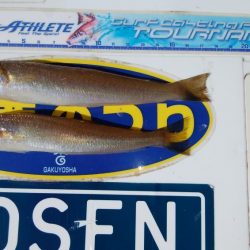 播磨新島でキス釣り