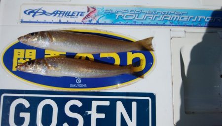 播磨新島でキス釣り