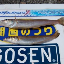 播磨新島でキス釣り