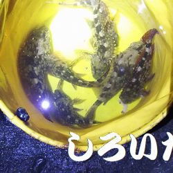 久しぶりに釣り。