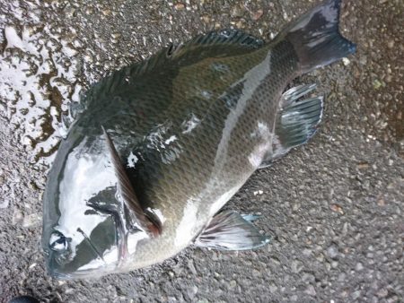 朝マズメにグレとサラシでヒラスズキ。