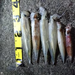 ヤリイカ釣り４