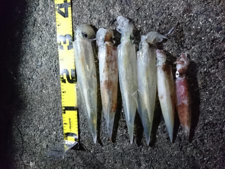 ヤリイカ釣り４