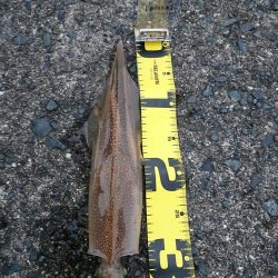 ヤリイカエギング５