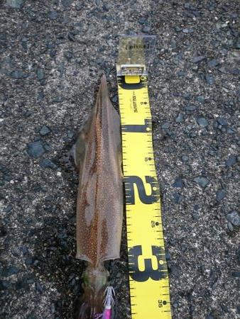 ヤリイカエギング５