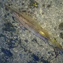 ヤリイカエギング６