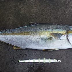 まだまだ渋さ継続中