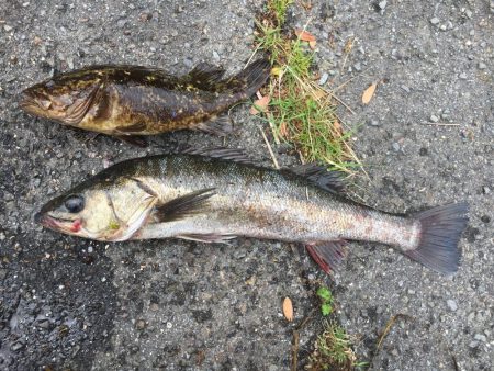 セイゴと尺タケノコメバル