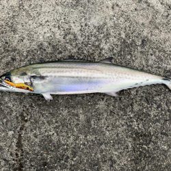 サゴシが釣れました