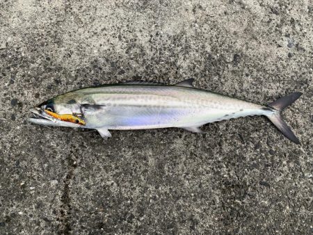 サゴシが釣れました