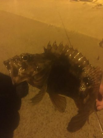 メバルはどこだーw