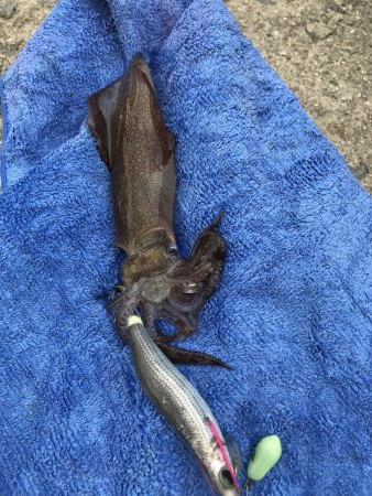 コウイカ狙いだったのに