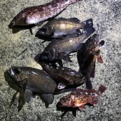 なんとかメバル