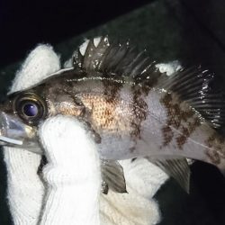 メバリング不調