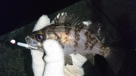 メバリング不調