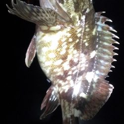 ガシラは元気です