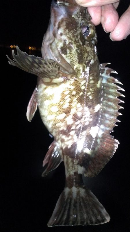 ガシラは元気です