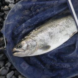 サクラマスゲット