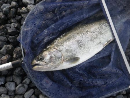 サクラマスゲット