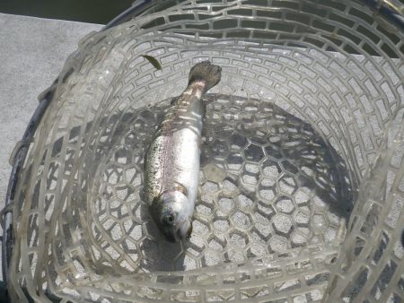 ラインブレイク！