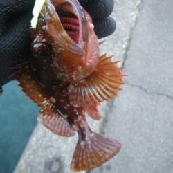 12時間耐久ライトロック