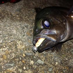 釣れたり釣れなかったり