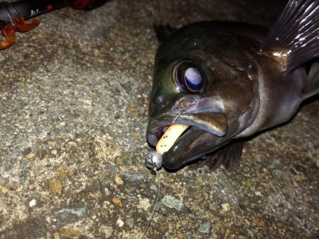 釣れたり釣れなかったり