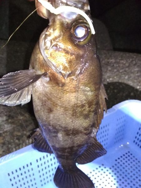 メバル☆スズキ☆メバル