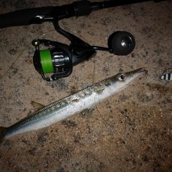 今日も強風で渋いです。