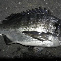 南港カモメ大橋ヘチ釣行 （ついに出た！歳無し！真チヌ 55cm！と ガシラ釣果有り）