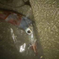 小ヤリイカ　1杯