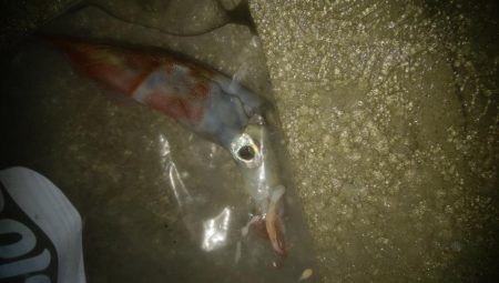 小ヤリイカ　1杯