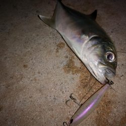 真っ暗でギンガメアジ