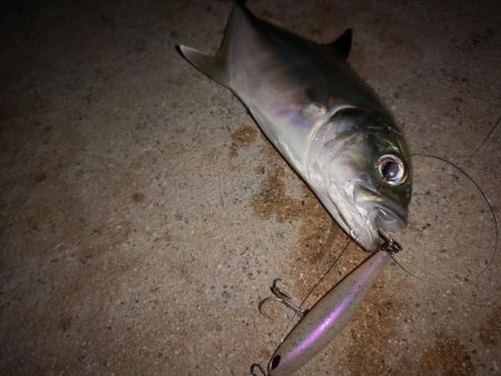 真っ暗でギンガメアジ